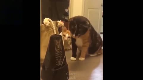 CUTE DOG TRAINING