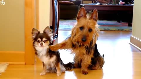 Baby dog and big dog play together/Very beautiful moment