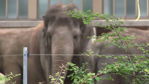 Elephant in background of bushes