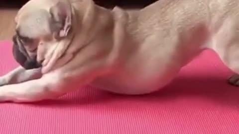 Dog Doing Yoga