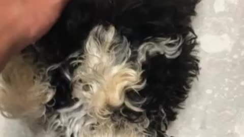 Itching a puppy(Schnauzer)