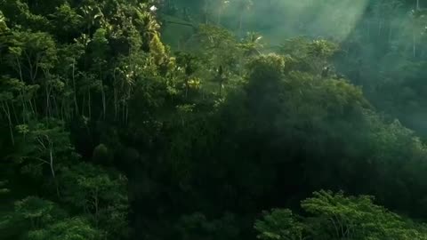 Green Forest 4K HD Video