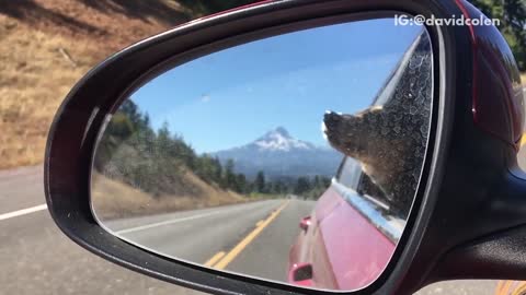 Puppy sticking head out the window and grasping for air