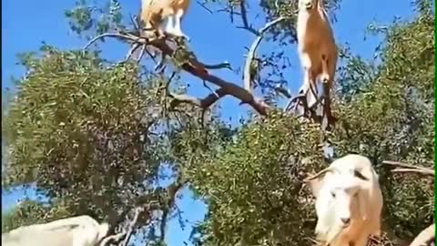 Sheep in the tree