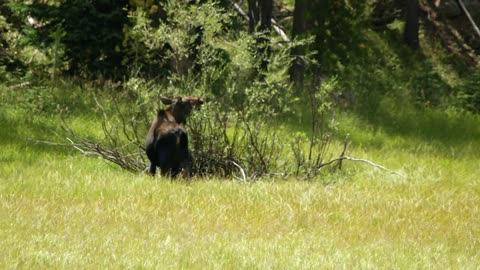 moose cow eating foliage