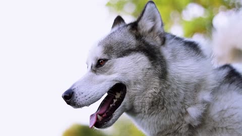 A Close-Up Video of Siberian Husky