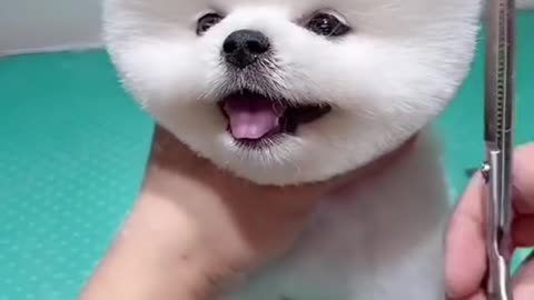 Cute & Funny 🐶 Dog