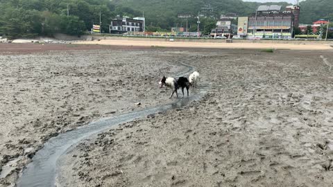 Funny puppies in the mudflats.