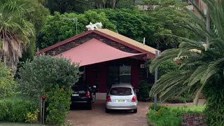 Huge Flock of Playful Corellas Gather in Suburban Street