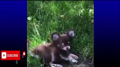 Make Your Day Better By Watching These Cutest Chihuahuas