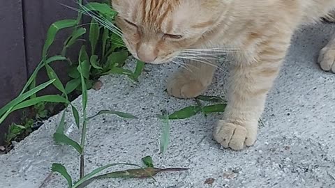 grass-eating herbivorous cat