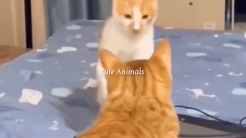 Funny Animal