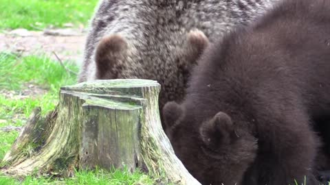 Bear watching in northeastern Finland