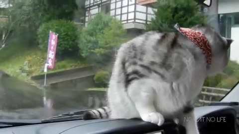 Funny Cats Compilation🤣 Trt Not To Laugh