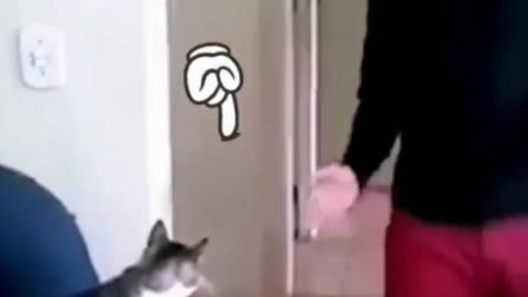 Cat high five video 😲😲