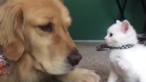 Kitten Desperately Wants To Play With Her Big Dog Brother !