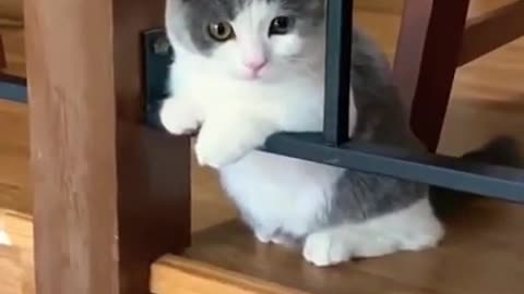 #funny#cats#shorts#cat#cute#catscute