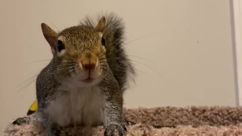 Rescue Squirrel Barks at Mailman