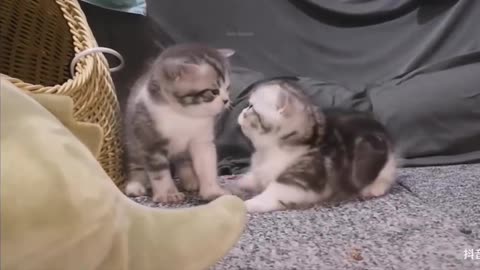 Baby Cats Cute and Funny