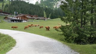 Cow Crossing