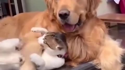 Cute Video Cat don't want to be hugged by dog