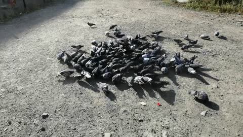 This pigeons were fed by people.