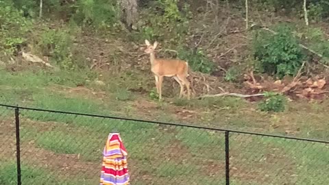 Tiger stalks a Deer