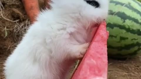 Rabbit eat Watermelon