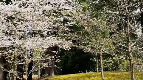 Have you ever been to thePortland Japanese Garden?