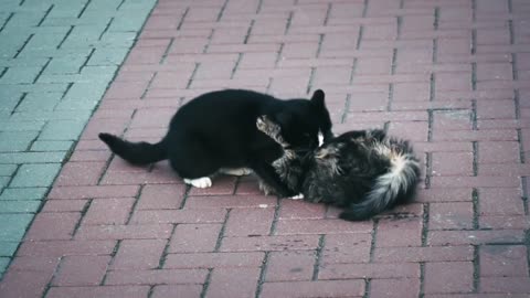 Two Baby Cats| Cute And Funny Video| 2 Cats