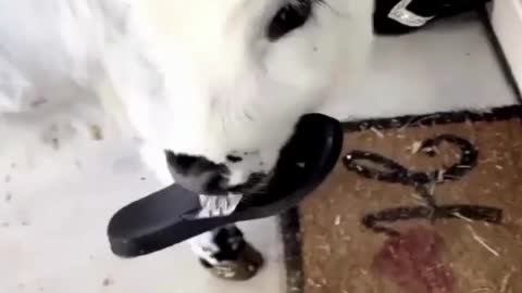 Beautiful Baby Cow Try To Eat Shoe