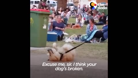 The dog plays to Avoid Going Home While Park Crowd Watches and entertain them