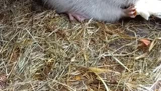 Country Life: Nutria eats bread