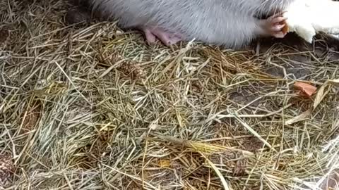 Country Life: Nutria eats bread