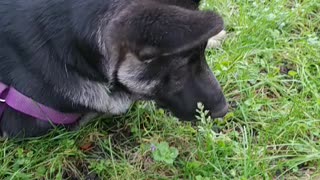 Dog vs grass