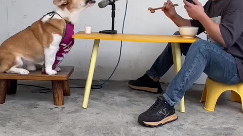 Dog is singing song with man