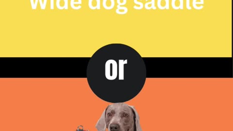 What would you rather?"The challenge of choose dog supplies:do you prefer luxury or active play?"🐶🤔"