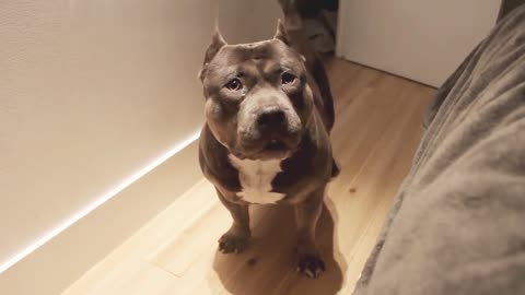 Talking dog American Bully is so smart!