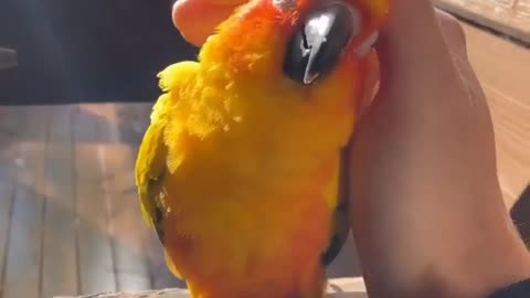 Parrot