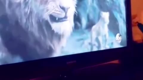 lion vs cat