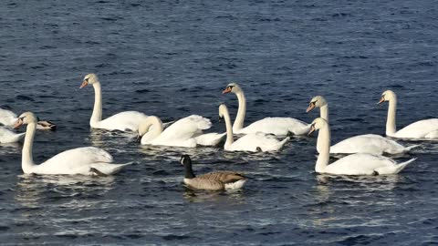 The unknown lake and thousands of snow geese