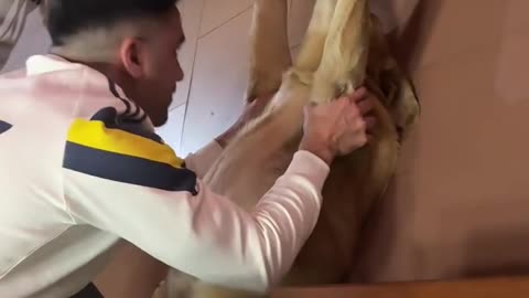 Dog Gets A Big Stretch 🐶