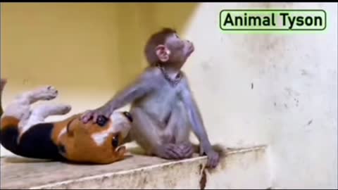 Smart baby monkey Tyson helps dad tak care of ducklings animal.