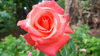 Sri Lankan Rose Samsung A51 Live Focus Video