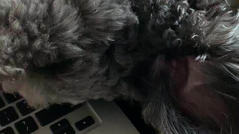 Goldendoodle Giving Subtle Hints During Work