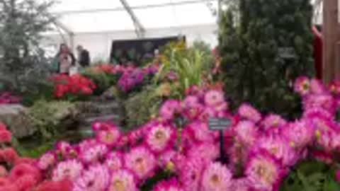 Southport Flower Show returns after two year hiatus