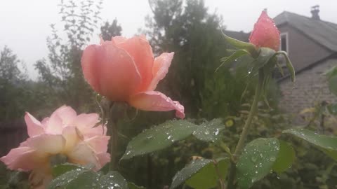 Rose after rain in summer