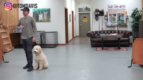 Teach ANY dog to walk behaved on the leash! 5 MINUTE DOG TRAINING RESULTS!