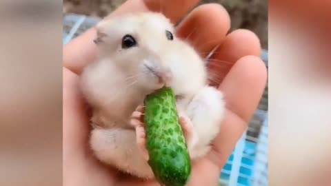 A Funny pet Hamster 🐹