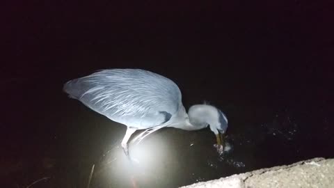 Great Blue Heron Juvenile, Eating Fish